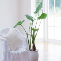 室內綠植租賃的優勢有哪些